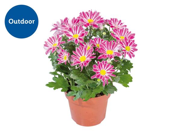 Chrysanthemum