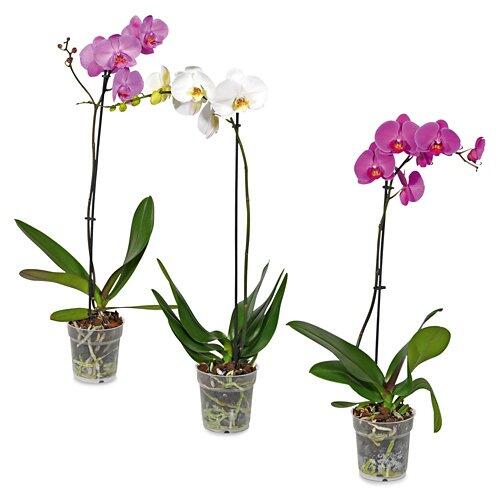 Orchidee