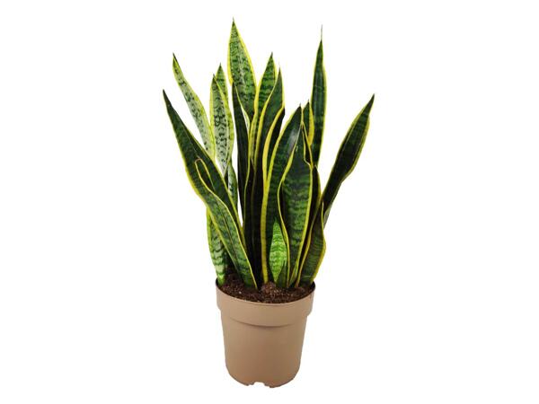 Sanseveria