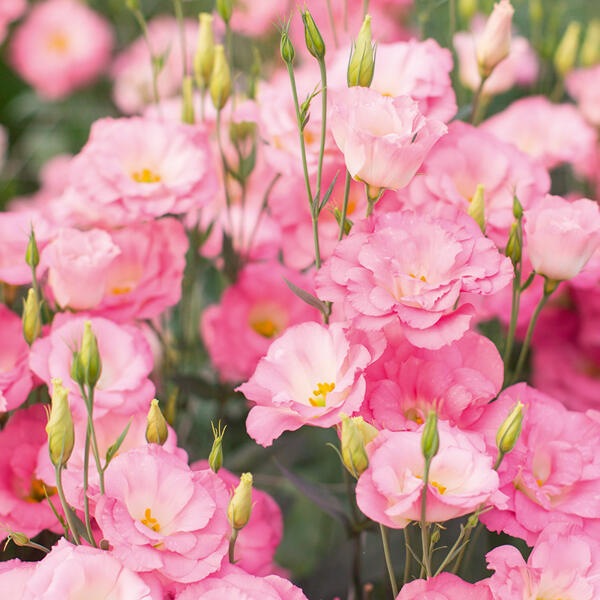 Eustoma