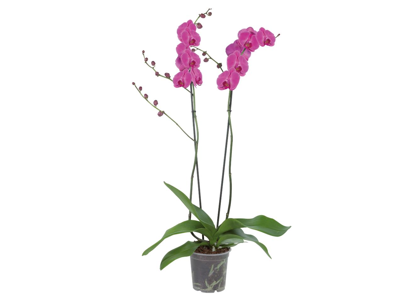 Phalaenopsis cu 2 tije florale