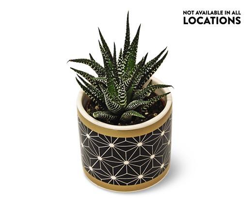 Mini Zebra Plant