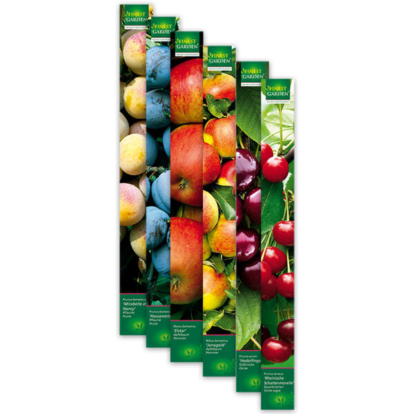 Obstbäume