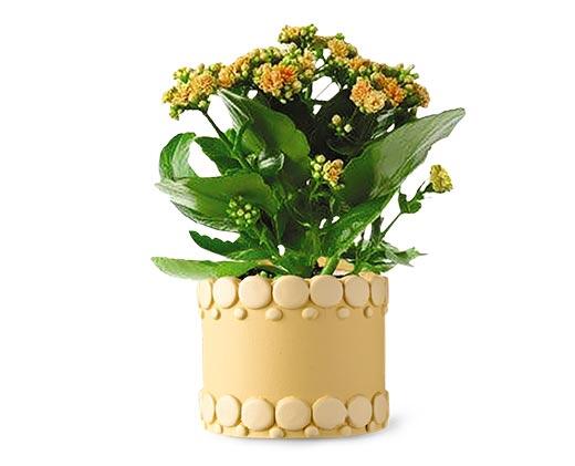 Easter Kalanchoe Assorted Colors