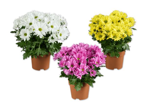 Chrysantheme