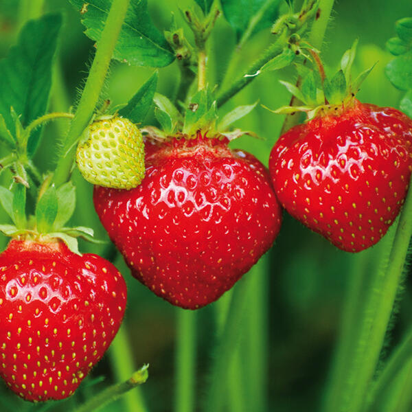 Aroma-Erdbeeren Trio Ampel