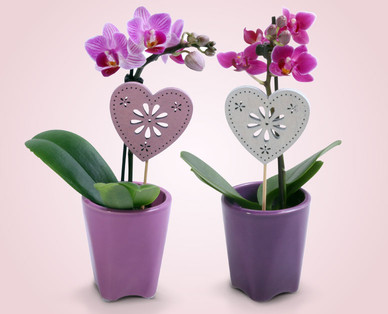 Mini-Orchidee