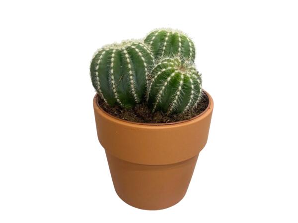 Cactus or Succulents