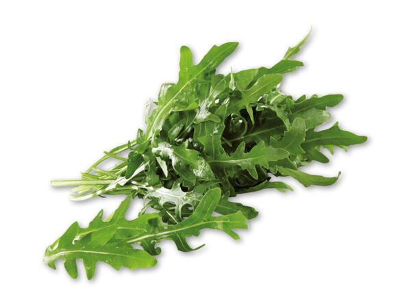 Rucola