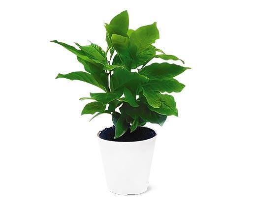 4" Foliage Assorted Varieties
