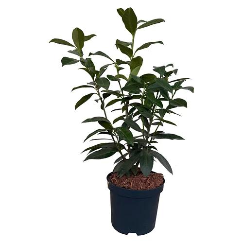 Blutbuche 80cm