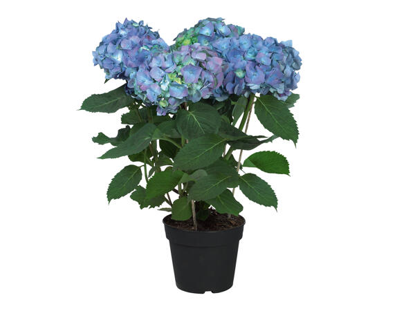 Garden Hydrangea