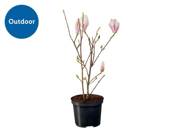 Magnolia