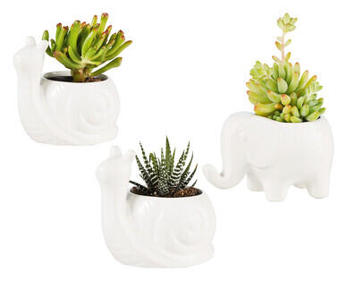 Ceramic Animal Pot with Succulent