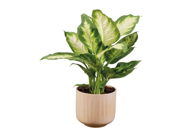 Plant in Ceramic