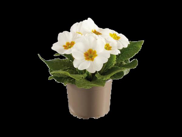 Primula Acaulis
