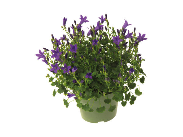 Klokkeblomst