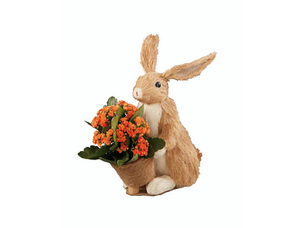 Osterhase mit Kalanchoe