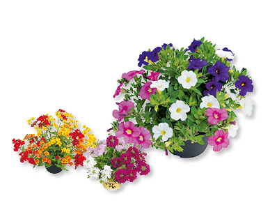 Trio de fleurs d'été