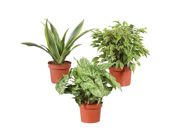 Green Plants