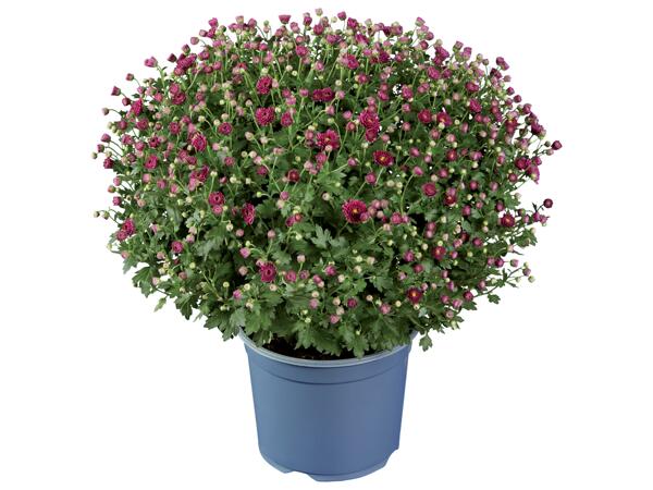 Chrysanthemums