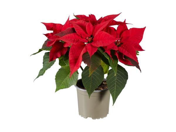 Medium Poinsettia