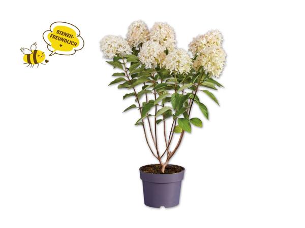 Rispenhortensie
