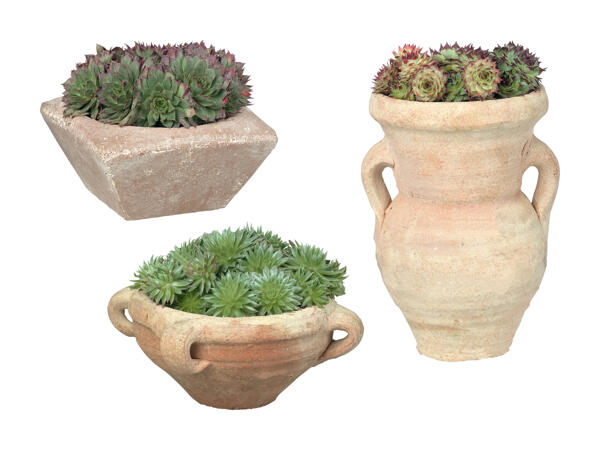 Succulente dans un pot en grès