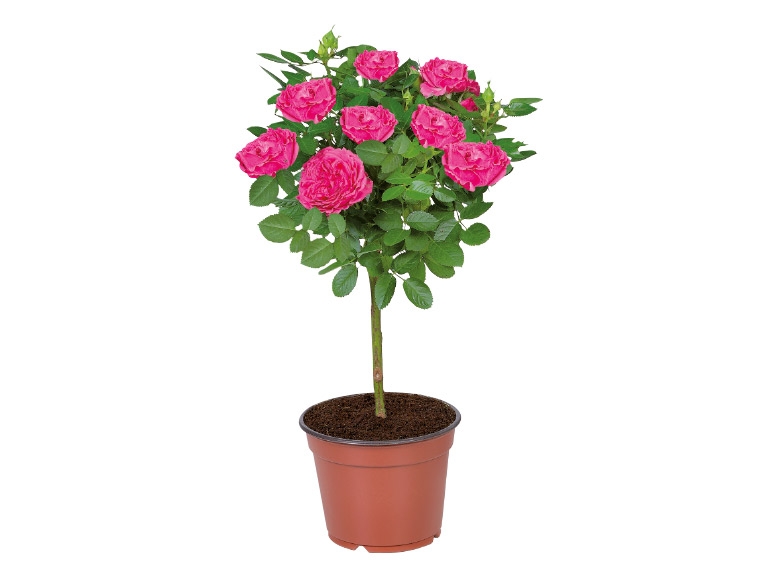 Standard Rose