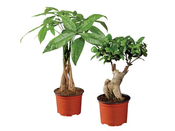 Ficus Ginseng or Pachira