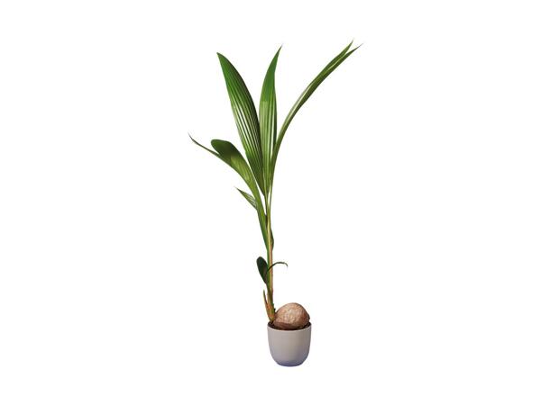 Kokospalme