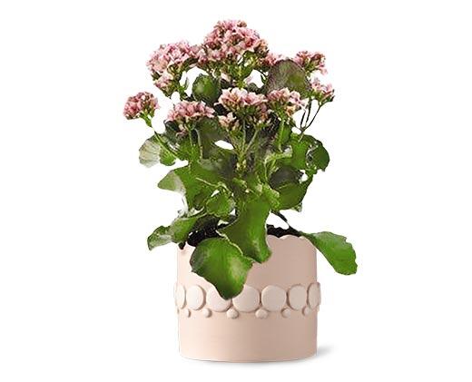 Easter Kalanchoe Assorted Colors