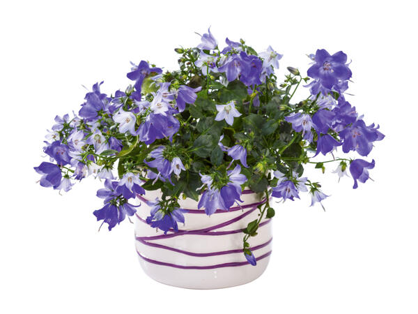 Flowering Plants