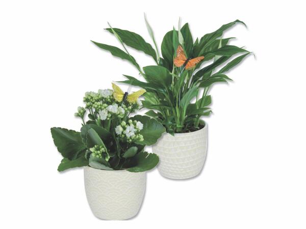 Flowering Plants