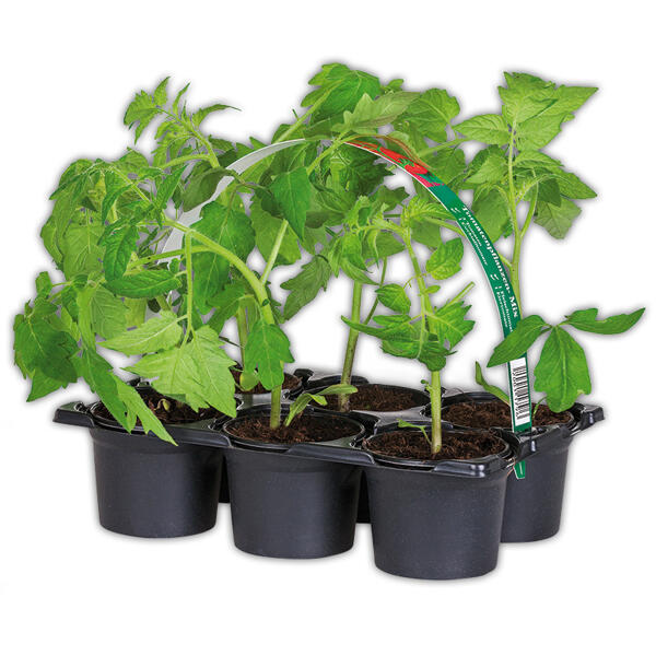 Tomatenpflanzen