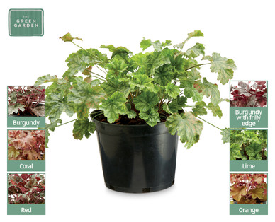 Heuchera