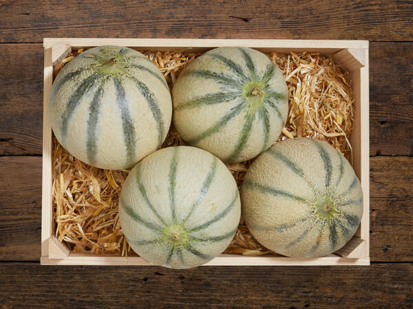 Melon cantaloup bio