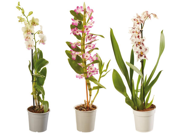 Orchidee 1-Trieber