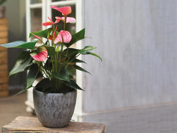 Flamingoblomst