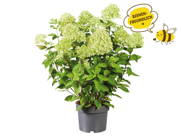 Rispenhortensie