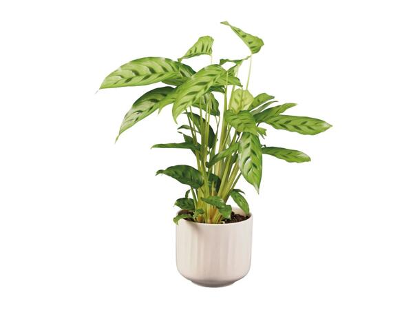 Plant in Ceramic