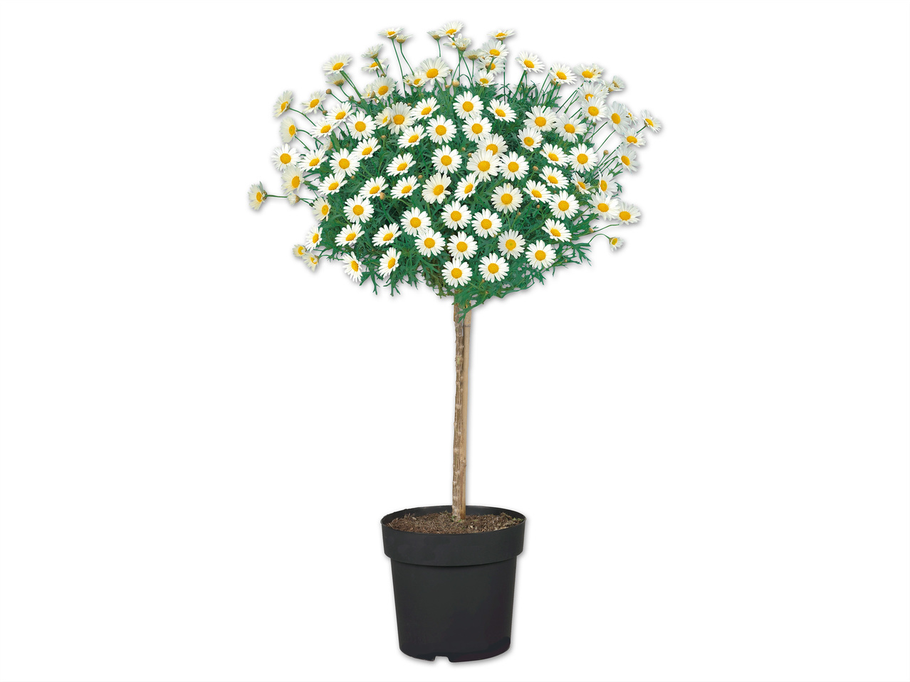 Margeritenstamm