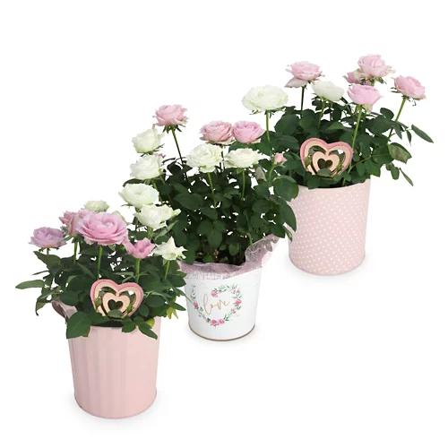 Pianta fiorita San Valentino