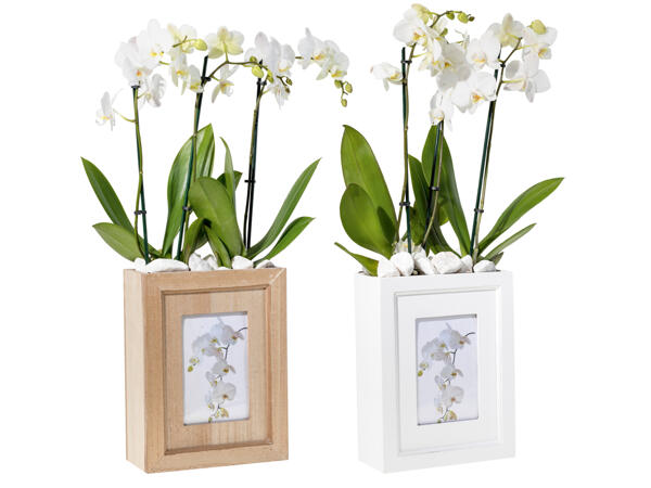Orchidee mit Fotobox