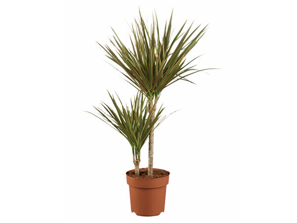 Dracaena