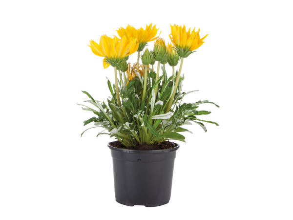 Perennials1