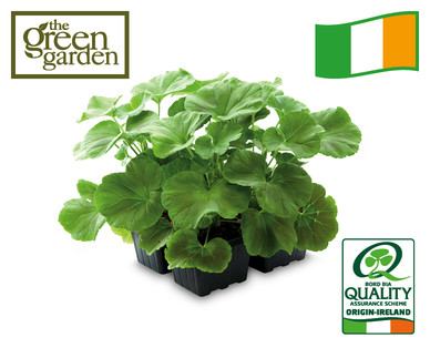 Irish Grown Geranium 4 Pack