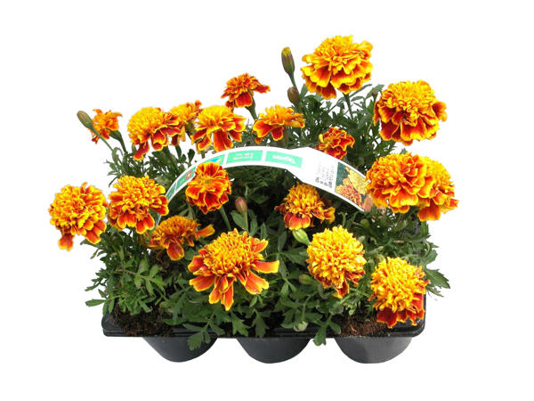 Bedplanter 6'er bakke