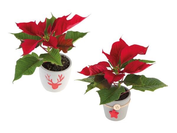 Mini poinsettia en pot de céramique