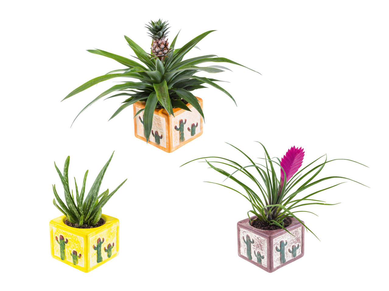 Plantes exotiques dans un pot en céramique de Cancún